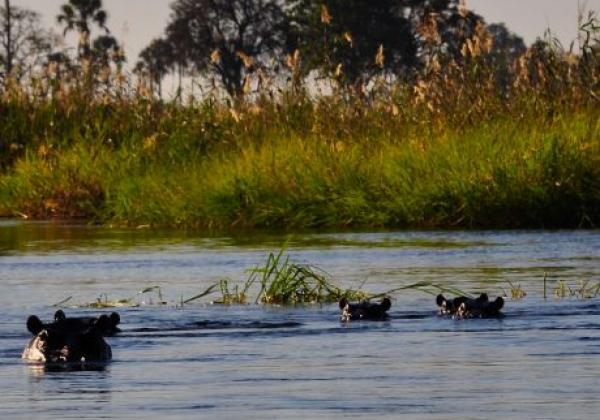 hippos-im-okavango-delta