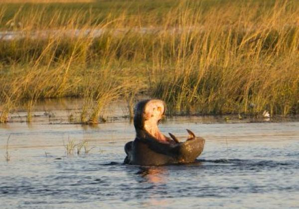 flusspferd-im-chobe-nationalpark