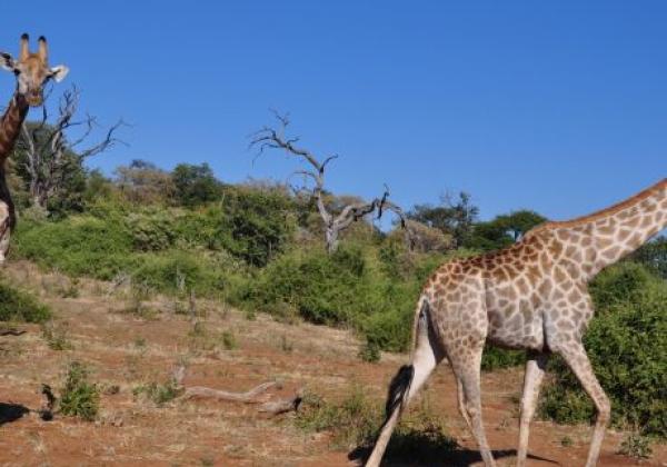 giraffen-im-chobe-nationalpark