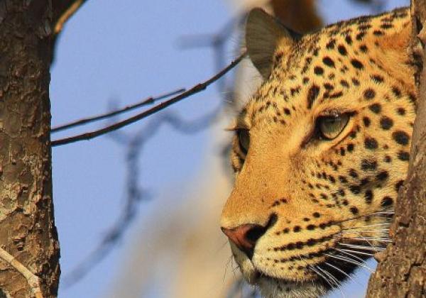 leopard-in-botswana