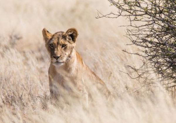 löwe-in-der-savannah