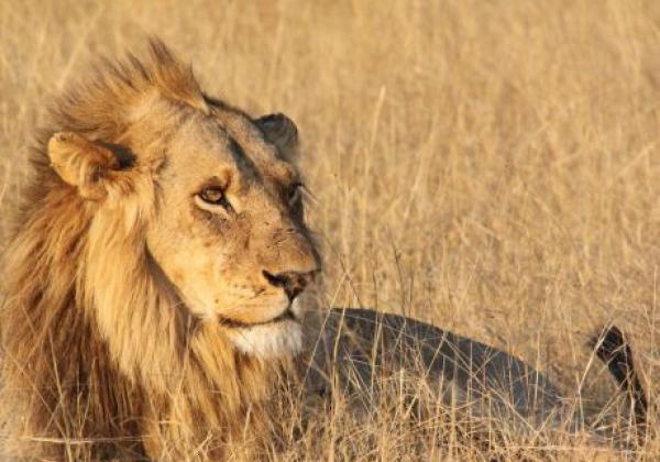 löwe-in-der-kalahari