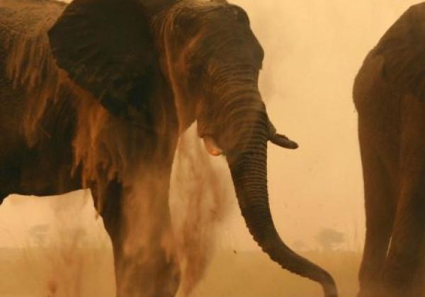 elefanten-im-staub