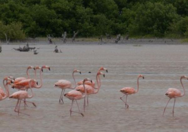 flamingos-in-celestun