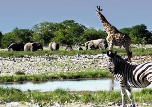 tiervielfalt-im-etosha-nationalpark