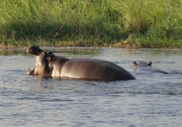 hippo-im-caprivi