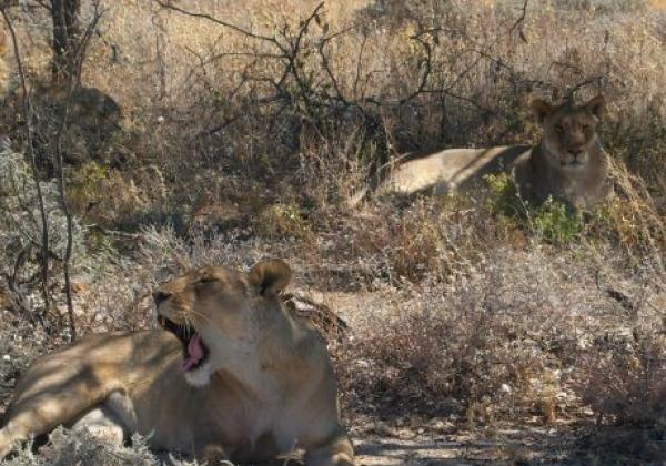 loewin-im-etosha-nationalpark