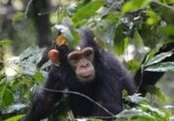 baby-schimpanse-bugata
