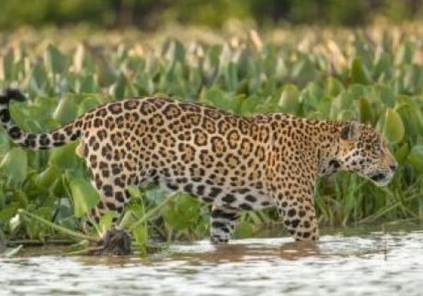 jaguar-nord-pantanal-20130810-1-ad-tn