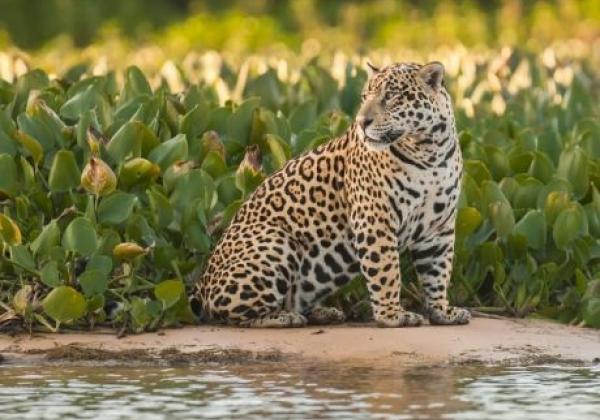 jaguar-nord-pantanal-20130810-2-ad-me
