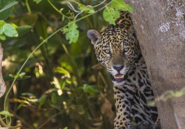 jaguar-sued-pantanal-20150821-ad-me