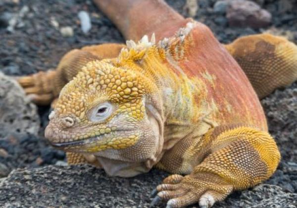 echse-auf-den-galapagos