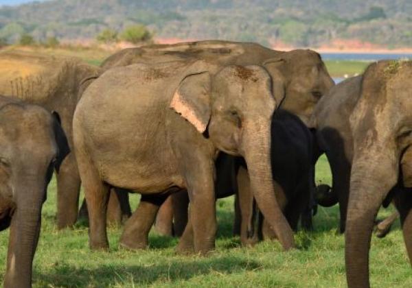 elephant-gathering