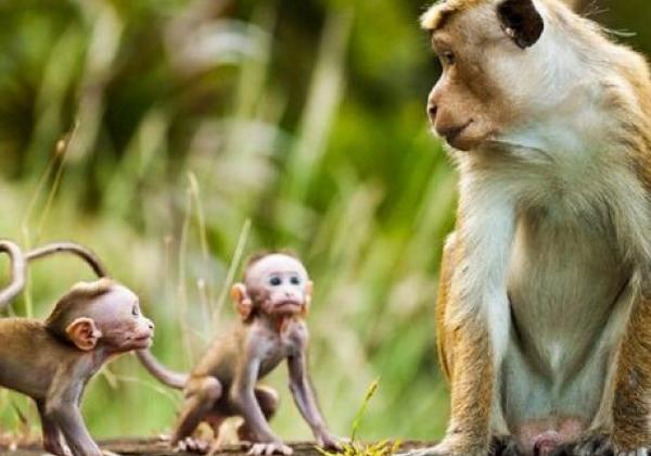 monkey-kingdom