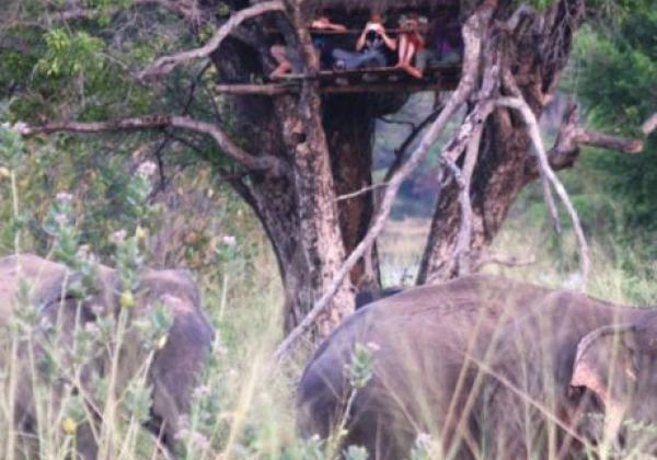 wasgamuwa-elephant-expedition-tree-hut