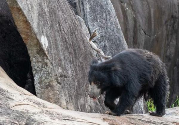 sloth-bear-in-yala