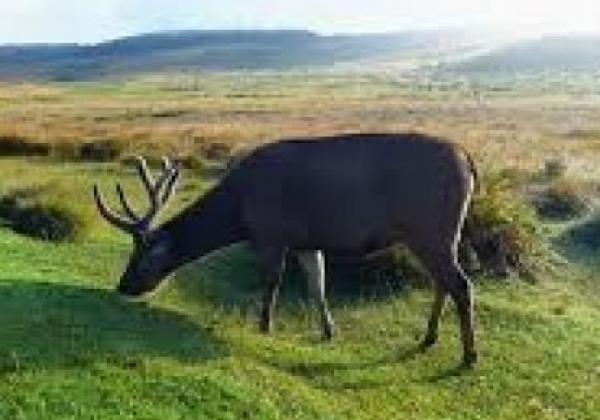 horton-plains