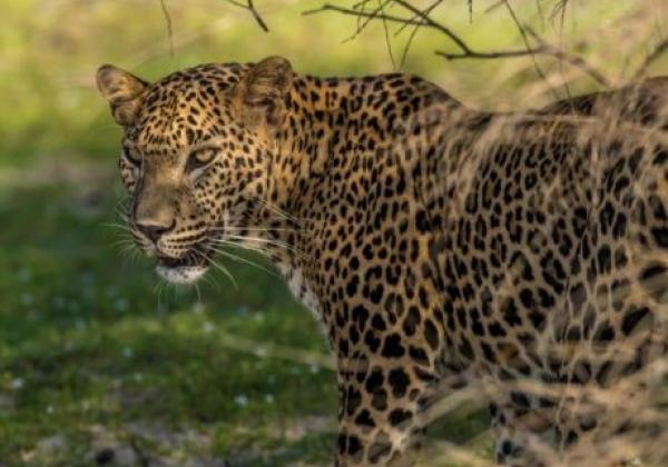 wilpattu-lepoard