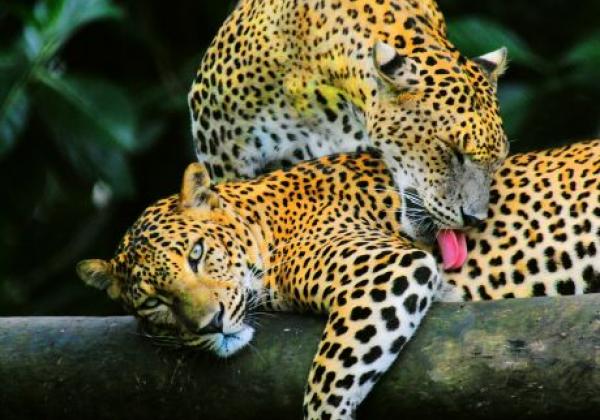yala---national-park---leopard-02