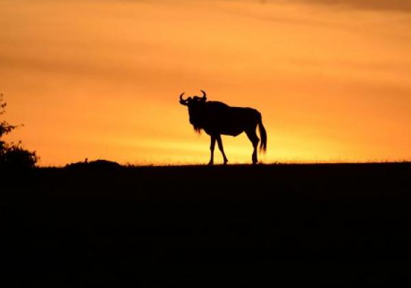 sunset-with-animal.jpg