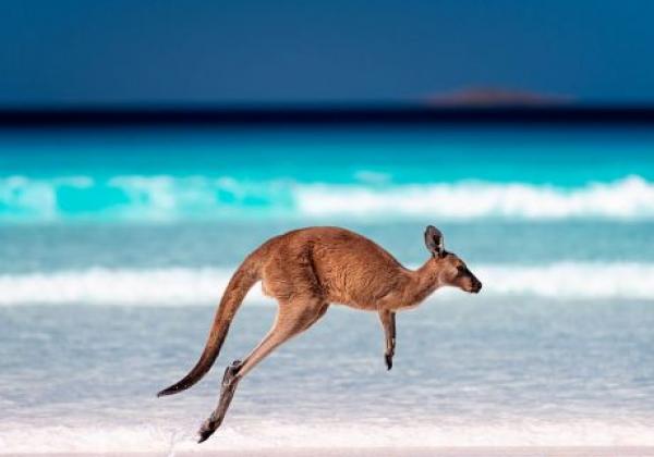 känguruh-australien