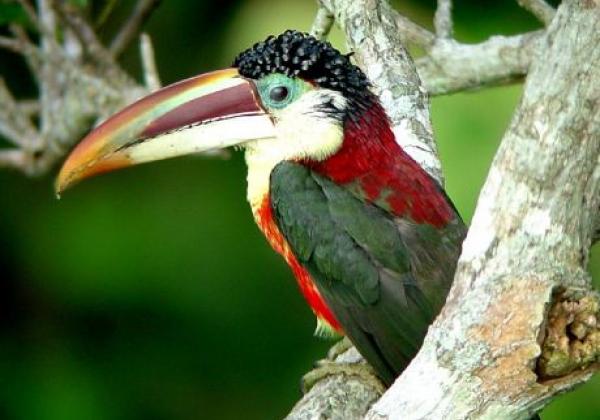 animals-mato-grosso-high-forest-toucan-aminals-nature-green-forest-tree