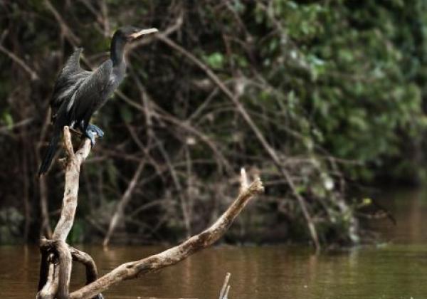 animals-paraná-foz-do-iguaçú-nature-water-bird