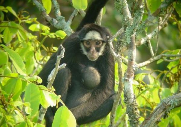 animals-mato-grosso-high-forest-monkey-aminals-nature-green-forest-tree