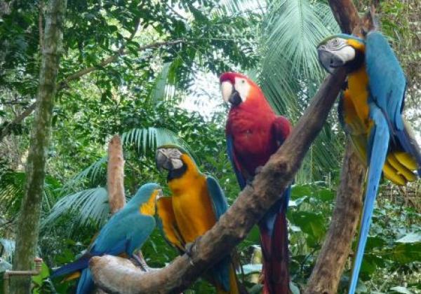 animals-parana-foz-do-iguaçu-bird-park-animals-bird-arara-colours