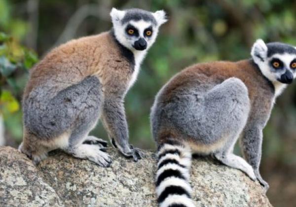 madagascar---isalo-national-park---lemurs