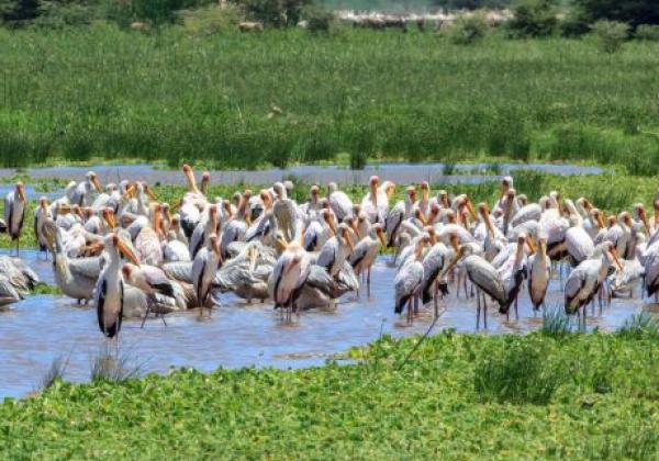 lake-manyara-national-park--lake-manyara-01