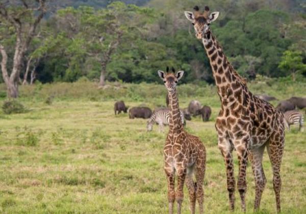 tanzania---arusha-national-park-03