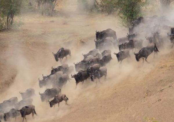 tanzania---serengeti---wildebeest-migration-01