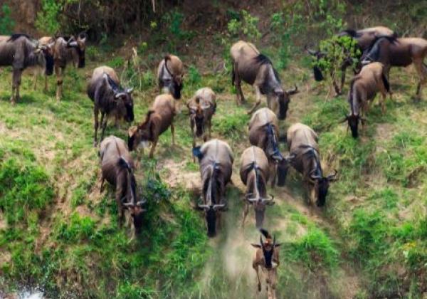 tanzania---serengeti---wildebeest-migration-03