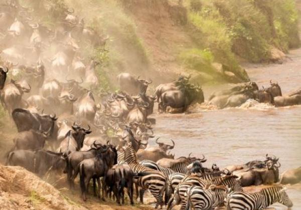 tanzania---serengeti---wildebeest-migration-06