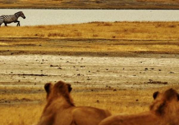 tanzania---serengeti-01