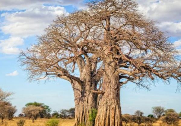 tanzania---tarangire-national-park---baobab