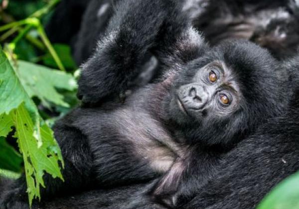 uganda---bwindi-forest-national-park-gorilla-01