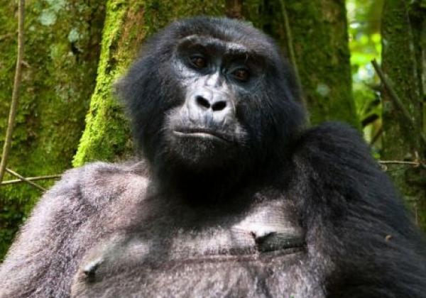 uganda---bwindi-forest-national-park-gorilla-02