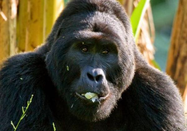 uganda---bwindi-forest-national-park-gorilla-05