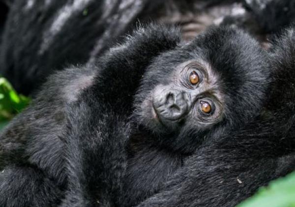 uganda---bwindi-forest-national-park-gorilla-06