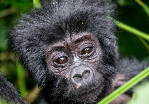 uganda---bwindi-forest-national-park-gorilla-07