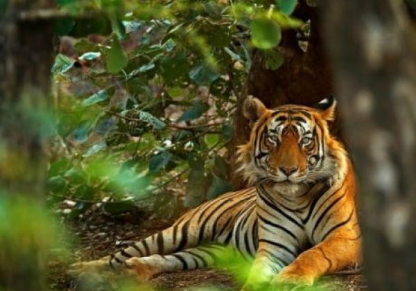 65---tiger-in-indien-800x533