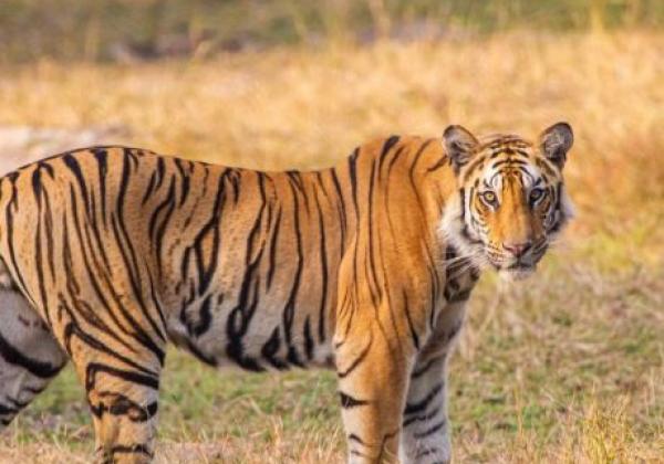 74---tiger-im-nationalpark-800x533