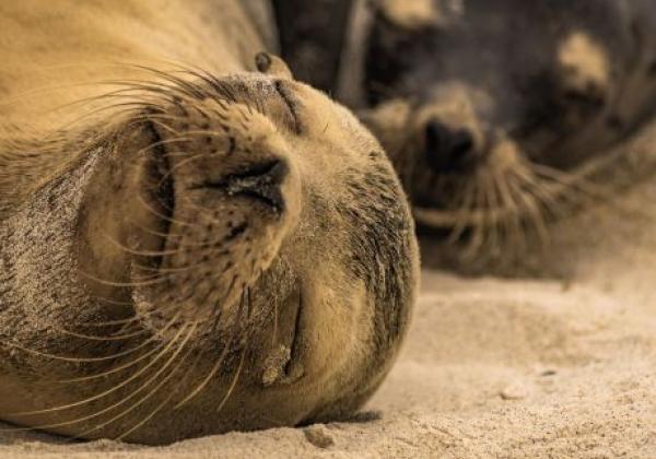 galapagos-sea-lion-7