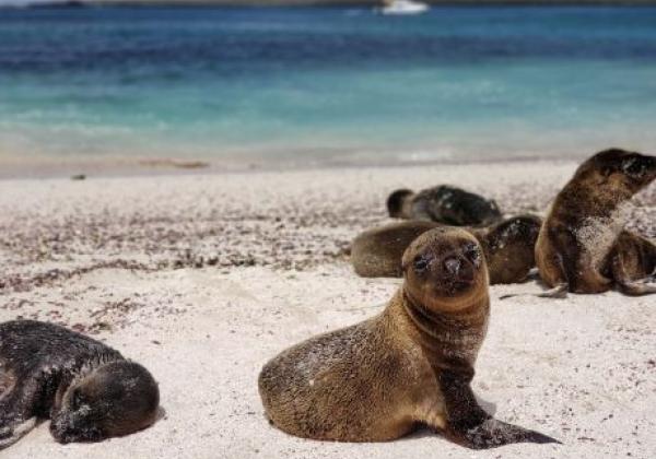 galapagos-san-cristobal-espaniola-4