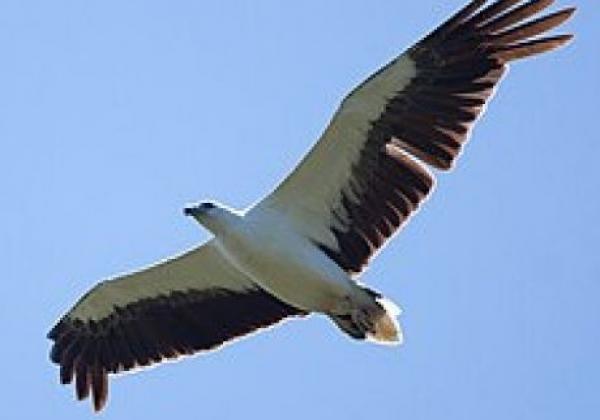 256px-haliaeetus-leucogaster--bundala-national-park,-sri-lanka--flying-8