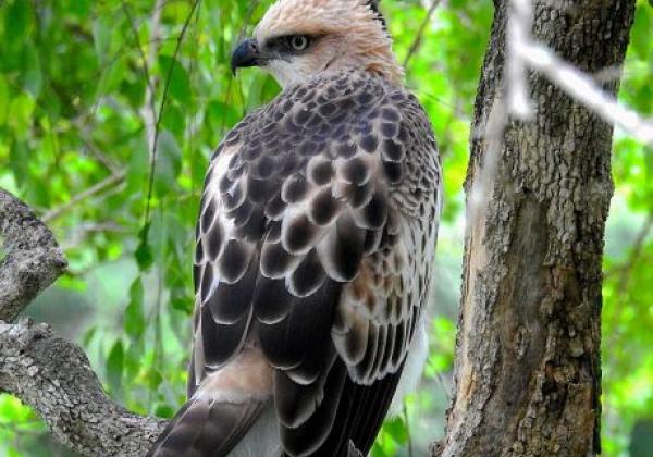 1024px-crested-hawk-eagle-at-bundala-national-park