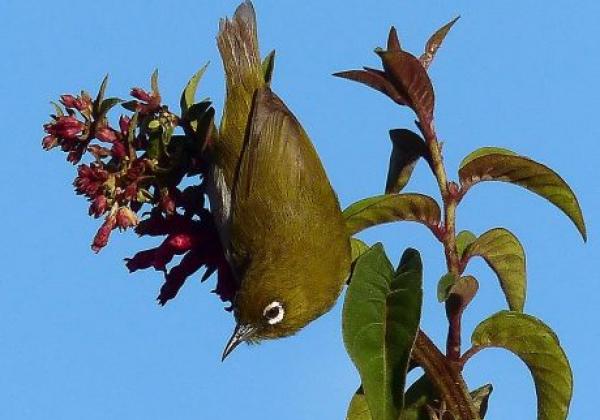 1024px-zosterops-ceylonensis-in-horton-plains-2
