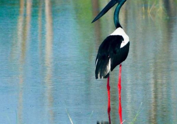 1024px-black-neck-stork-photographed-in-kumana-national-park